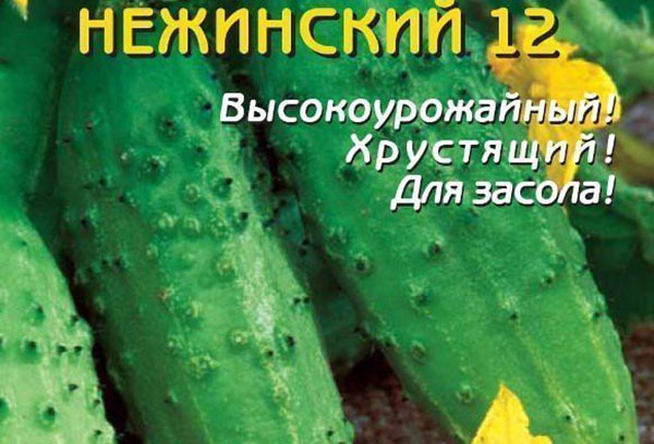 Semințe de castraveți soiul Nezhinsky