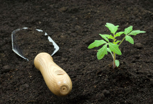 Plantando tomate