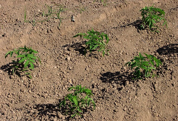 Arbustos de tomate jovens