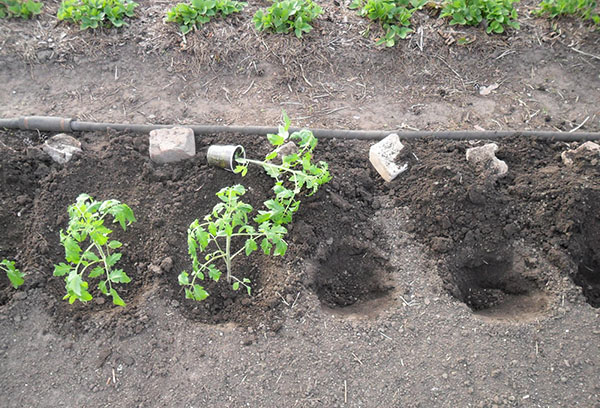 Plantando mudas de tomate