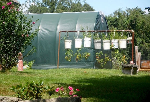 Cultivar pepinos en cubos boca abajo