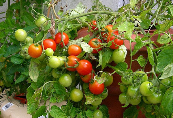 Tomates em vasos