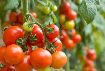 Tomates sous-dimensionnées