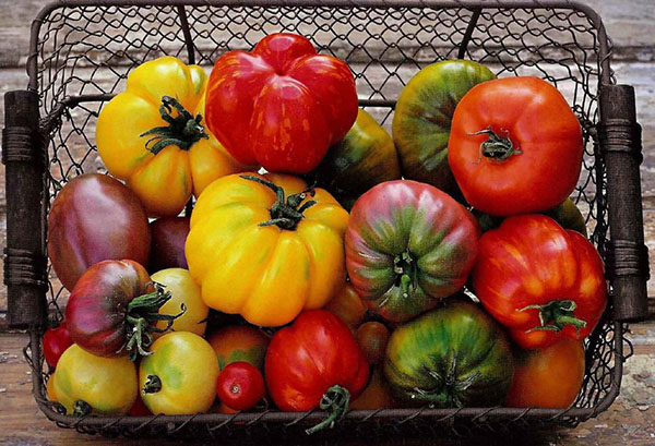 Diferentes variedades de tomates.