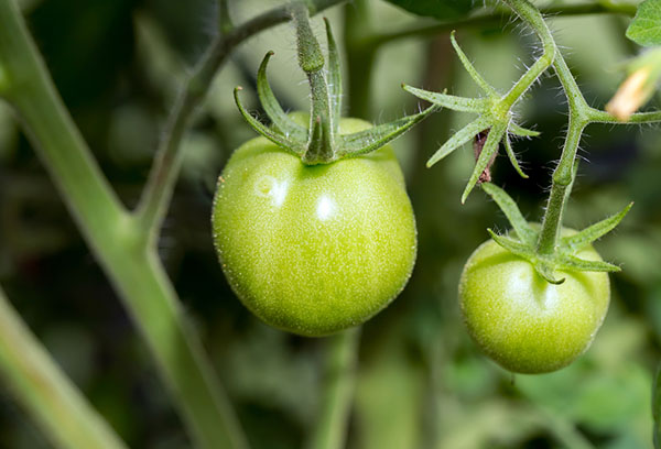 Ovaire de tomate