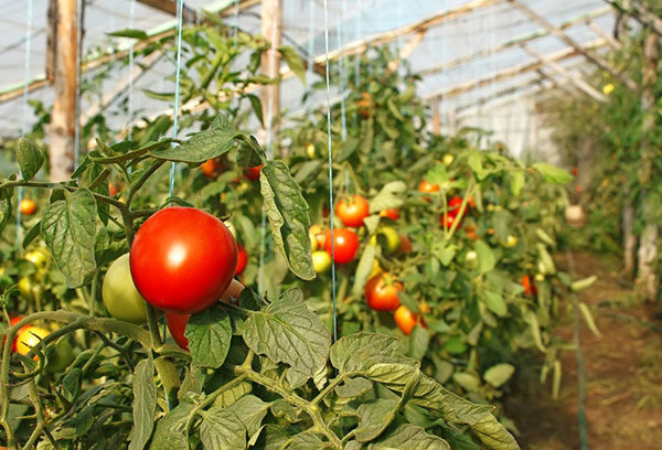طماطم الدفيئة