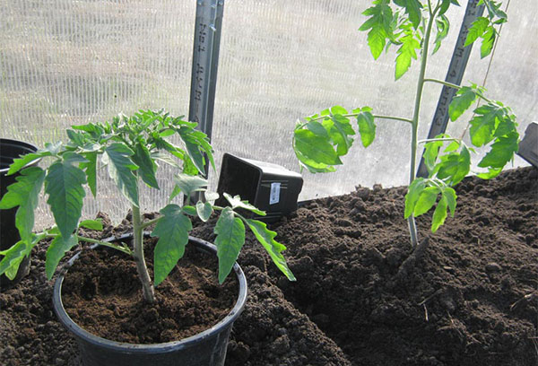 Istutus tomaatti taimet kasvihuoneessa
