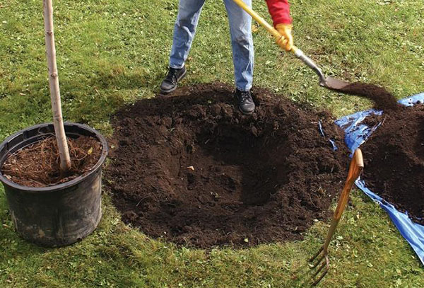 Приготвяне на яма за засаждане на ябълково дърво