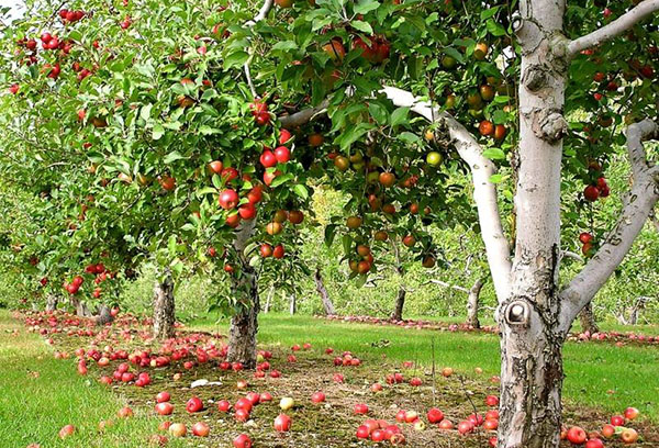 Ябълките дават плод