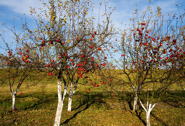 Младите ябълкови дървета през есента