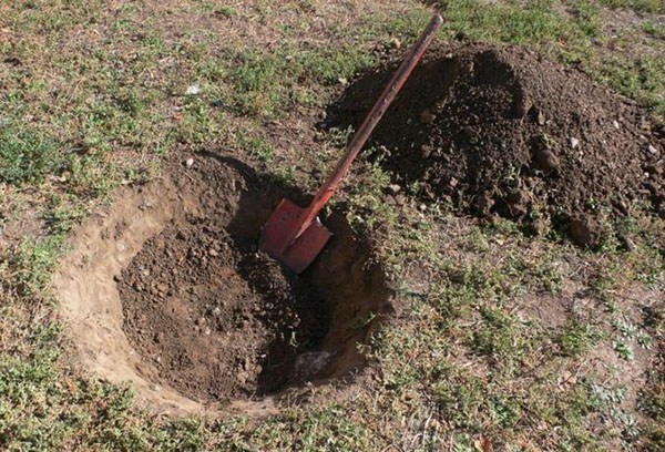 Preparando el hoyo para plantar