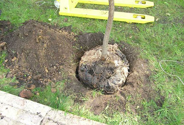 Plantar una pera con un sistema de raíces cerrado.