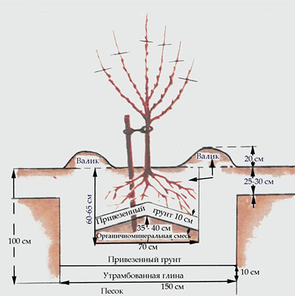 Esquema de plantar peras en suelo arcilloso.