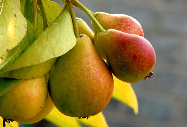 Fruta de pera en una rama