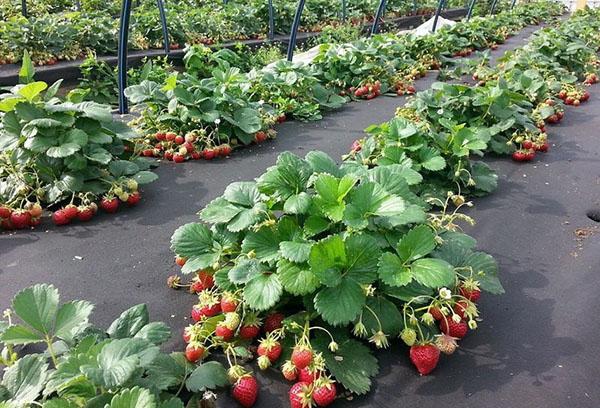 Jagode na agro vlaknu