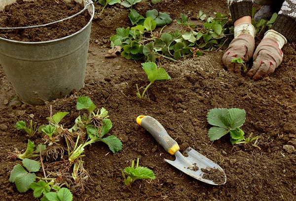 Plantar mudas de morango