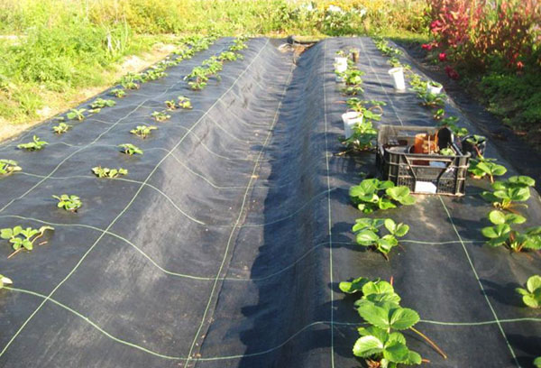 Plantando morangos em tecido