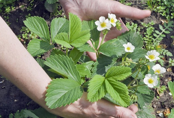 Morango florescendo