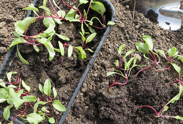 Plantar mudas de beterraba em junho