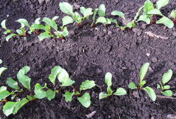 Plantando beterraba