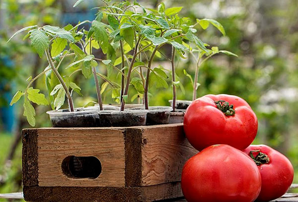 Разсад на домати