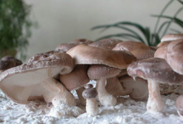 Shiitake paddestoelen