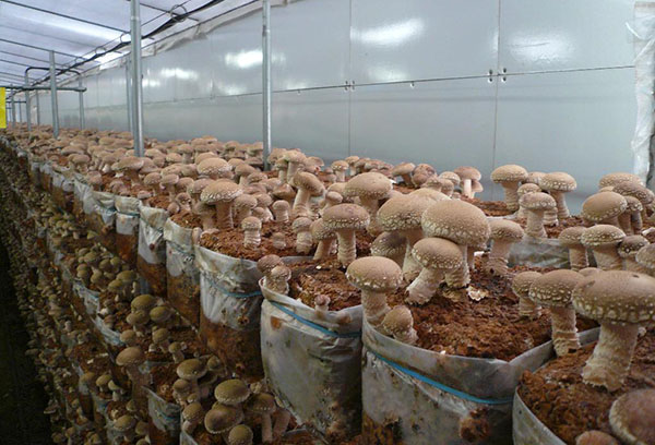 Pěstování hub shiitake