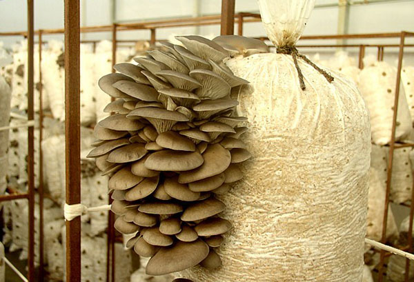 Growing oyster mushrooms in bags
