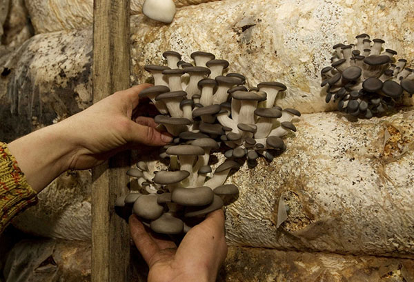 Growing oyster mushrooms in the basement