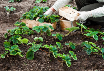 Menanam anak pokok strawberi