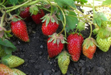 Fraises du jardin