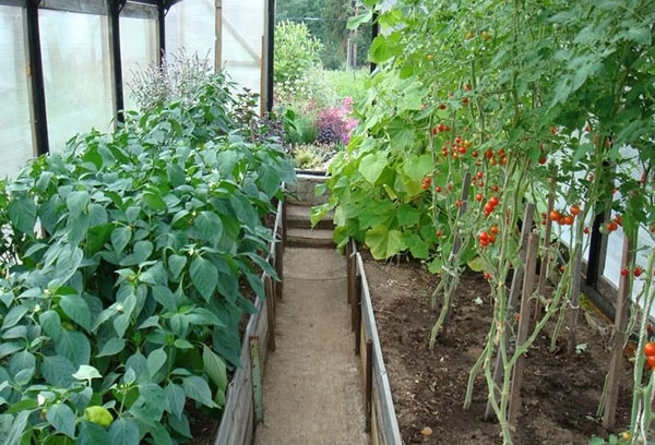 Чушки и домати в оранжерията