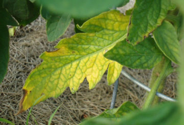 Folha amarela de tomate