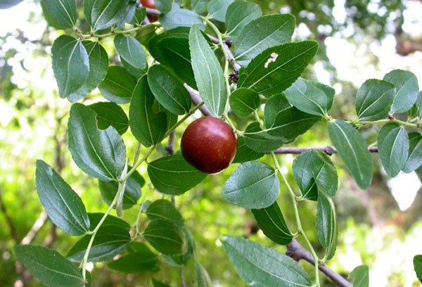 Fruit sur une branche de ziziphus