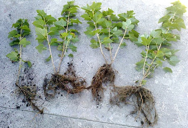 Anak pokok currant hitam