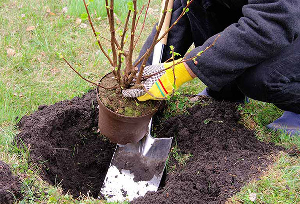 Plantering av en svart vinbärbuske