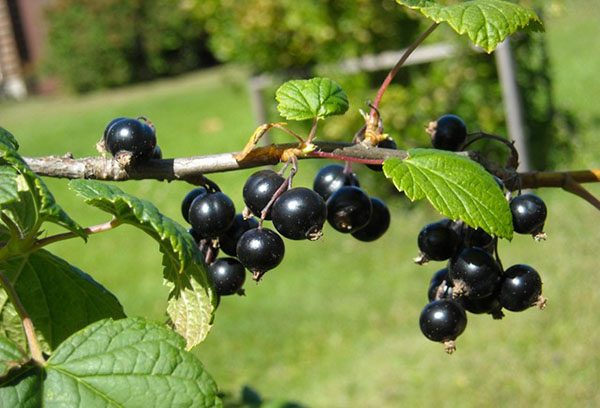 Biji currant hitam di dahan