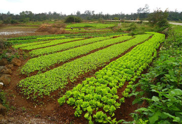 Sayuran salad dan akar di kebun