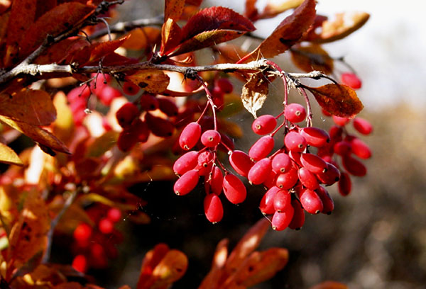 Barberry pada musim luruh