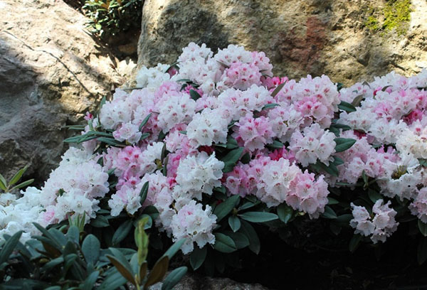 Rhododendron