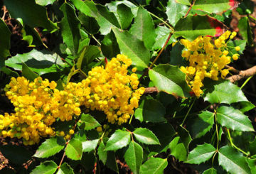 Mahonia yang mekar