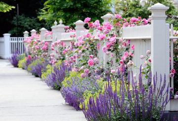 Jardin fleuri près de la clôture