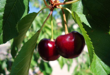 Cerises sur une branche