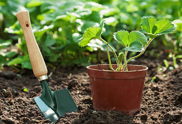 Plantant planters de maduixes