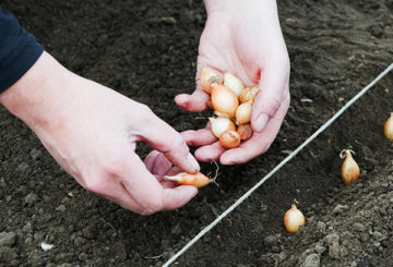 Plantando cebolas