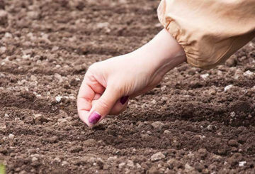 Plantando cenouras