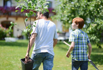 Se préparer à planter un arbre fruitier