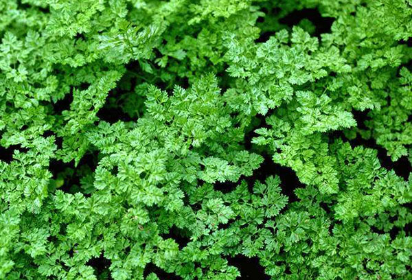 Chervil