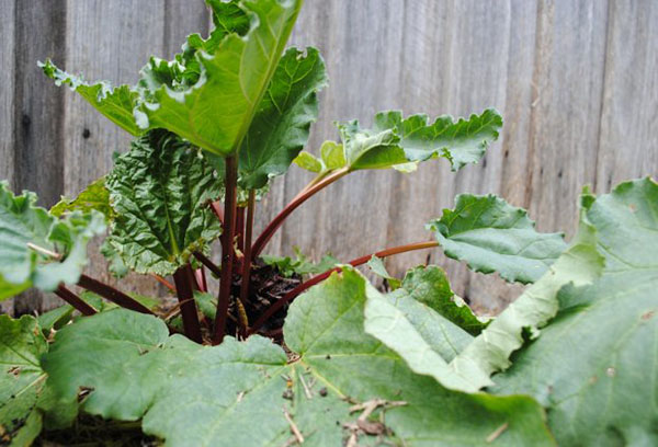 Rhubarb di tepi pagar