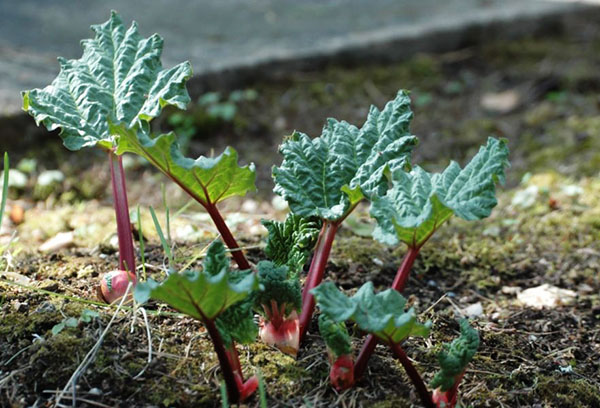 Membiakkan rhubarb